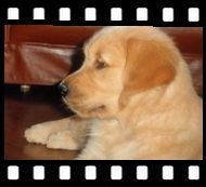 Golden retriever Coco 8 weken